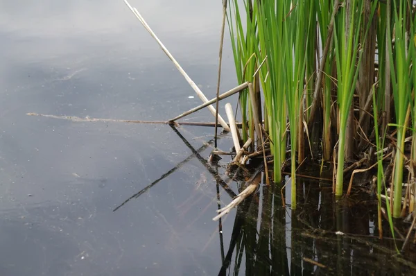 stock image Ctatails in a Marsh