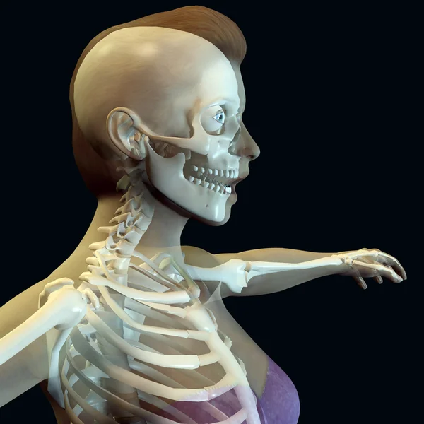 Lichaam van de vrouw met skelet — Stockfoto
