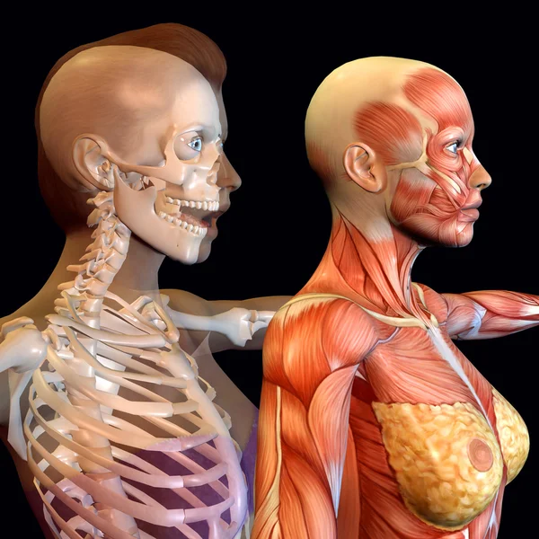 Le modèle anatomique précis d'ecorche du squelette humain avec
