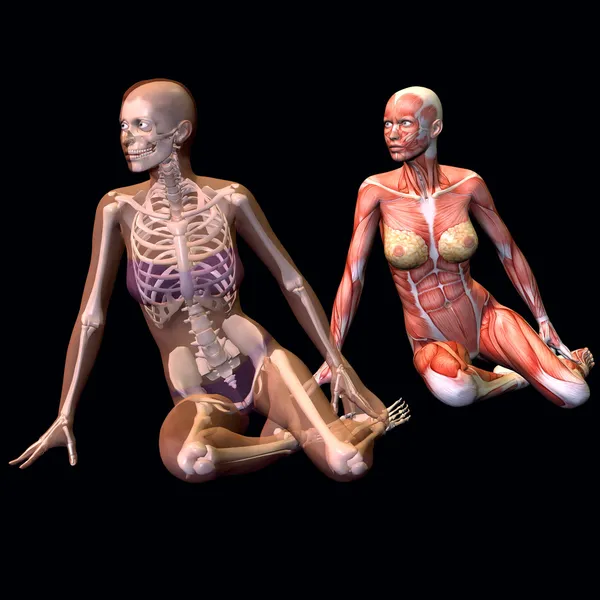 Weibliche Anatomie — Stockfoto