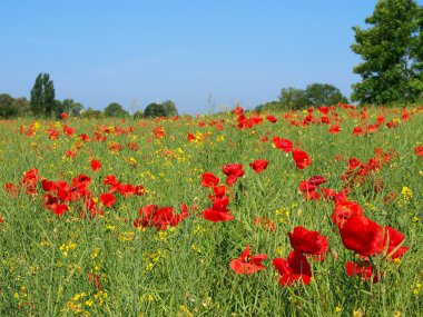 Poppy Field clipart