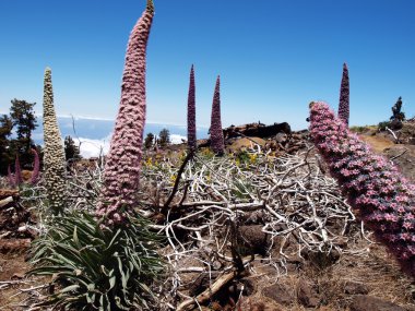 Wildprets Echium clipart