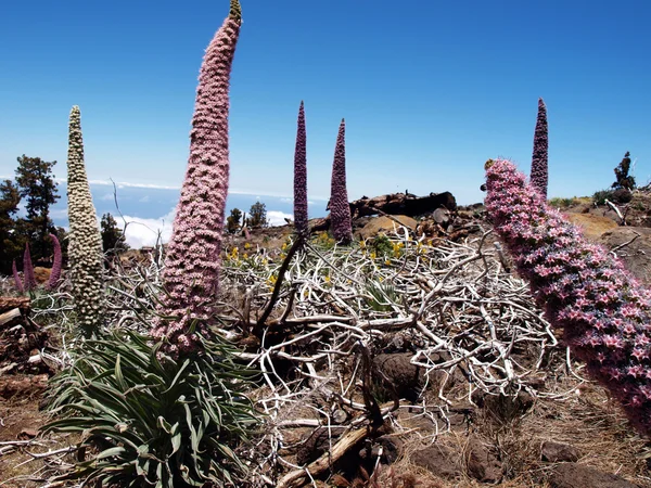 stock image Wildprets Echium