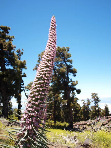 stock image Unique mountain plant