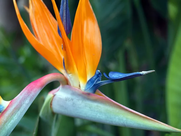 stock image Bird of Paradise Flower