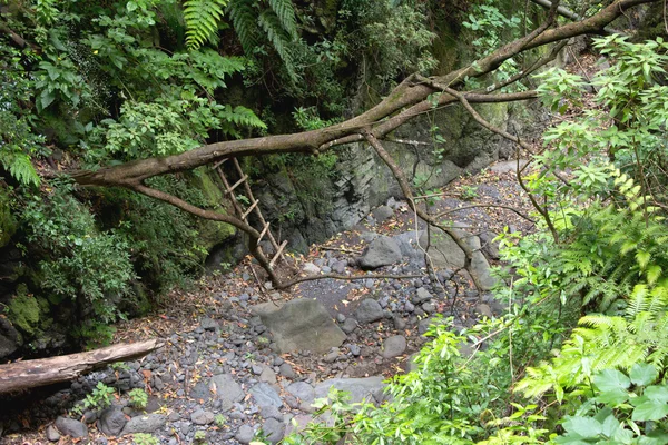 stock image River bed with wooden ladder in the woods