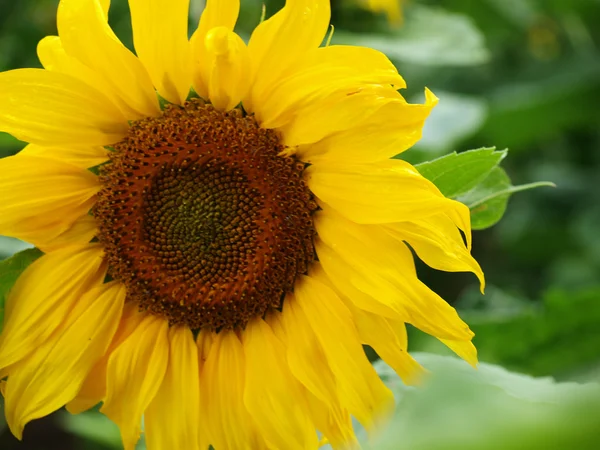 stock image Sunflower