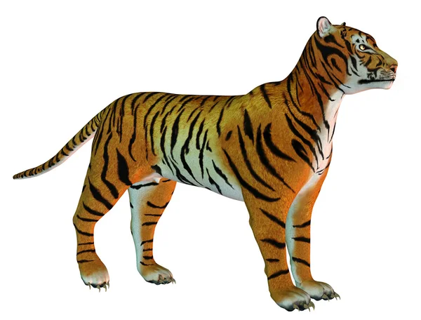 Уважний стоячи тигри — стокове фото