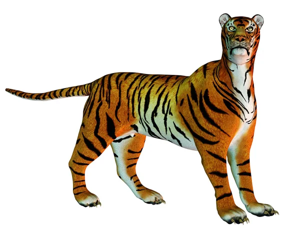 Grande gato tigre de pé — Fotografia de Stock