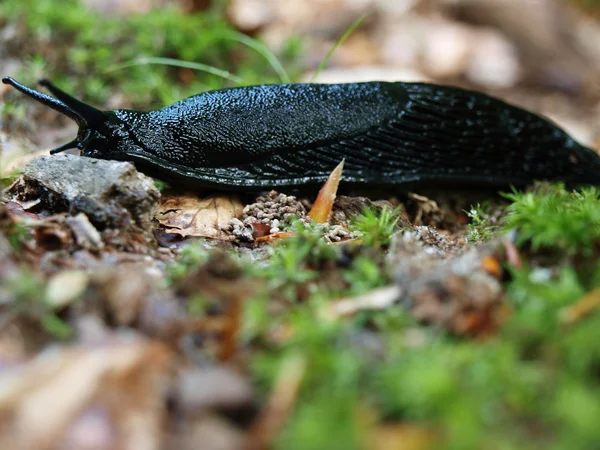 stock image Slug mail