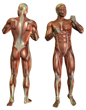 Muscle Man in the fighters pose clipart