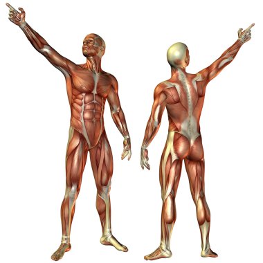 Muscle man from the front and rear structure clipart