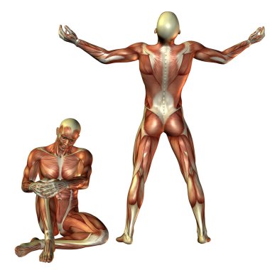 Muscle man sitting and standing clipart