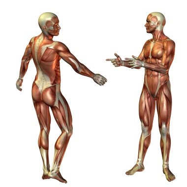 Muscular man standing structure clipart