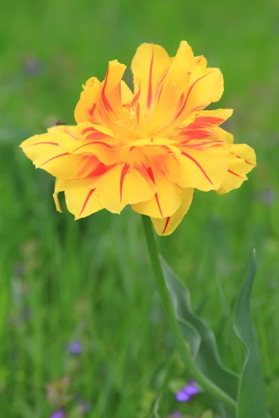 Samotny tulipan kwitnący ogród wiosną — Zdjęcie stockowe