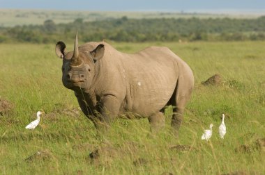 White rhino in Masai mara Kenya clipart