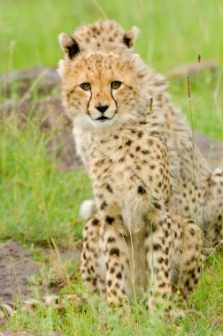 Cheetah cubs clipart