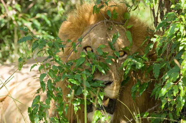 Leão em arbustos de perto — Fotografia de Stock