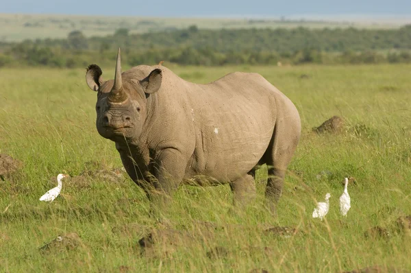 Rinoceronte branco em Masai mara Kenya — Fotografia de Stock