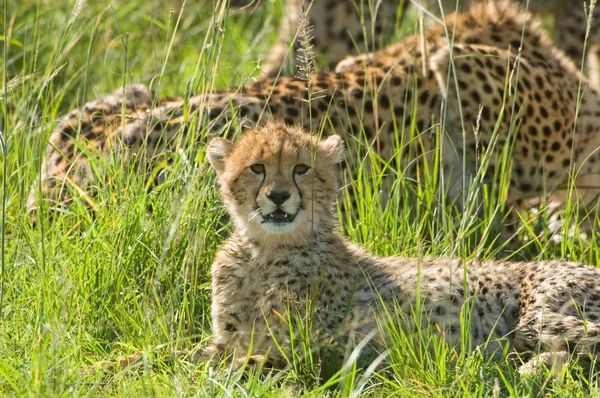 Cheetah cub — Stock Photo, Image