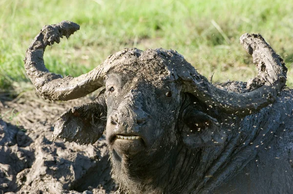 Buffalo in mud bath Kenya — Stock Photo, Image