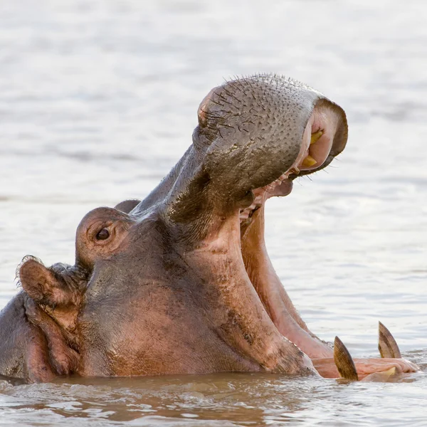 Nilpferd im mara river kenya — Stockfoto