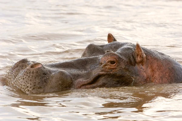 Nilpferd im mara river kenya — Stockfoto