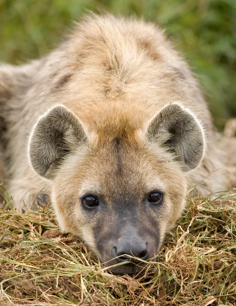 Hyena de perto — Fotografia de Stock