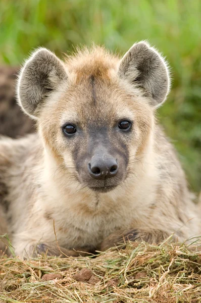 Hyena zblízka — Stock fotografie
