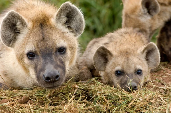 Hyena cubs in Masai Mara