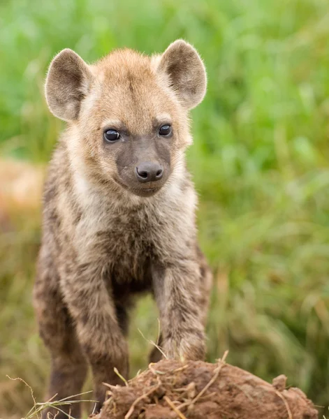 Hyena mládě v masai mara — Stock fotografie