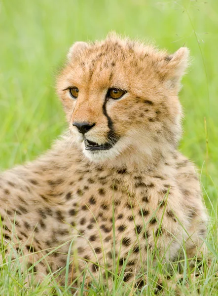 Çita yavrusu — Stok fotoğraf