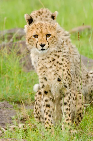 Gepard młode — Zdjęcie stockowe