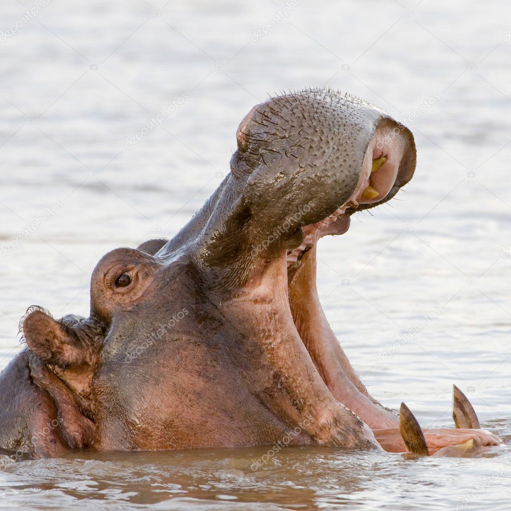 Hippopotamus, Masai Mara, Kenya без смс