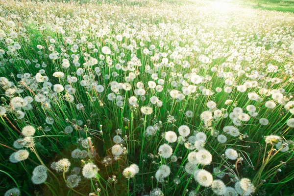 草のタンポポ — ストック写真