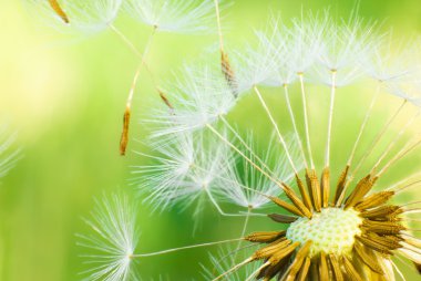 Dandelion clipart