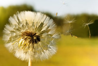 Dandelion clipart