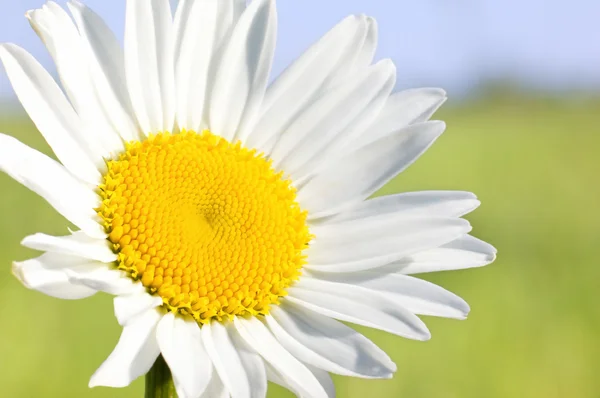 stock image Charming camomile