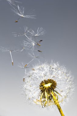 Dandelion clipart