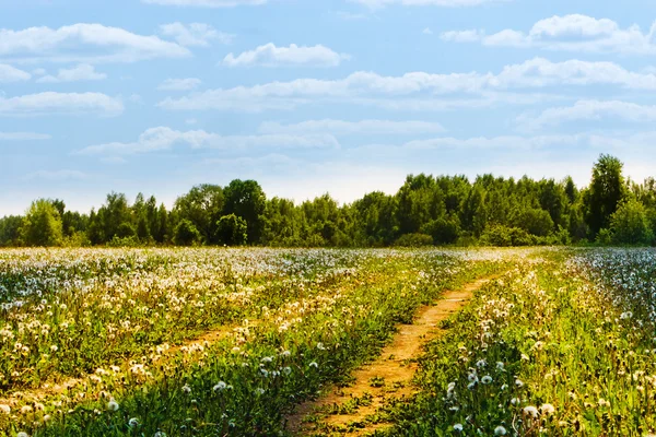 Field with yellow dandelions and road — Stock Photo, Image