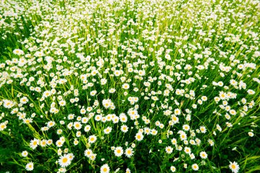 Camomiles in a grass