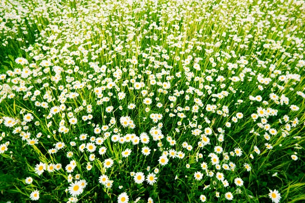 Kamille im Gras — Stockfoto