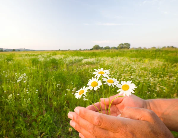 stock image Camomiles in palms