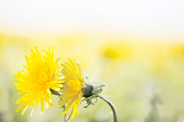 Charming dandelions — Stok Foto