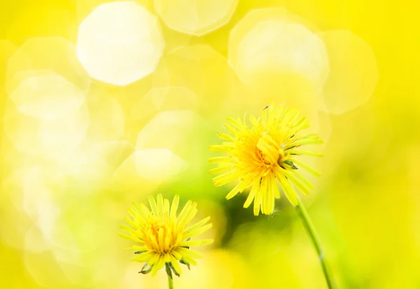 Büyüleyici dandelions — Stok fotoğraf