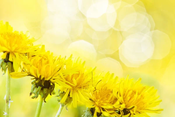 Charming dandelions — Stock Photo, Image