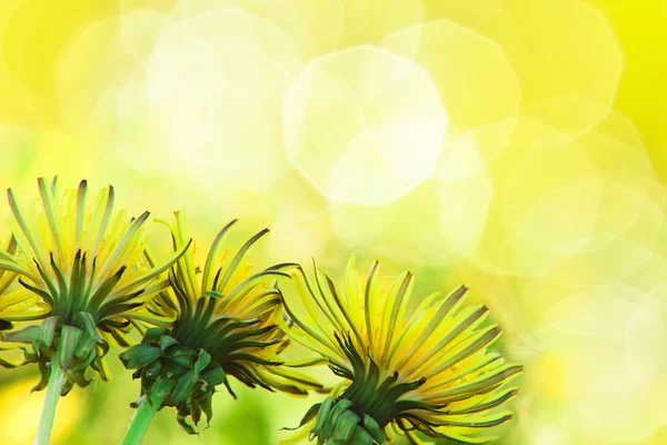 Charming dandelions — Stock Photo, Image