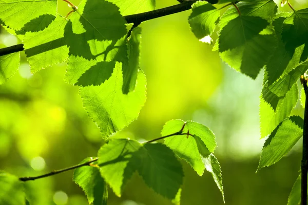 신선한 잎 — 스톡 사진