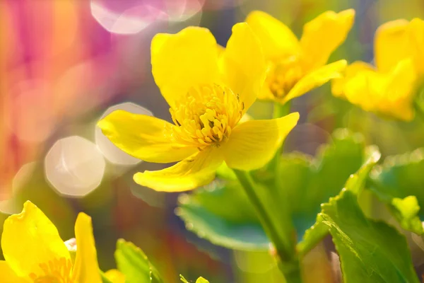 Charming yellow spring flowers — Stock Photo, Image