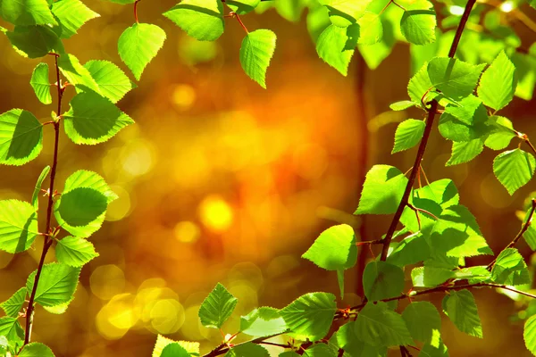 Φρέσκα φύλλα — Φωτογραφία Αρχείου